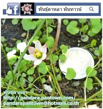 บัวดินจิ๋ว | พันธุ์ดาหลา - เมืองเชียงใหม่ เชียงใหม่