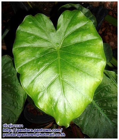 Alocasia gageana