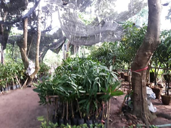 มะม่วงแรด | สวนปราณีพันธุ์ไม้ - เมืองปราจีนบุรี ปราจีนบุรี