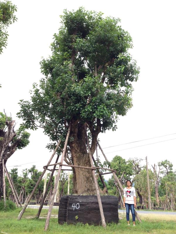 ต้นจิกน้ำ ขนาด 40 นิ้ว | สวนนภัทร - แก่งคอย สระบุรี