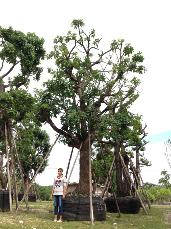 ต้นจิกน้ำ ขนาด 22 นิ้ว | สวนนภัทร - แก่งคอย สระบุรี