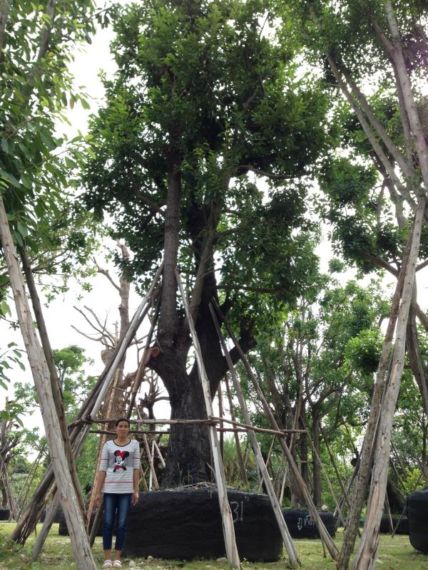 ต้นพยอม ขนาด 31 นิ้ว | สวนนภัทร - แก่งคอย สระบุรี
