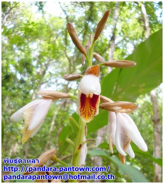 Alpinia mutica | พันธุ์ดาหลา - เมืองเชียงใหม่ เชียงใหม่