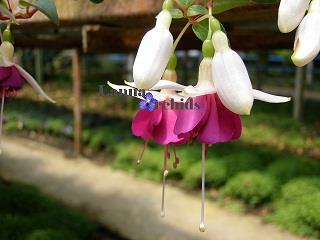 โคมญี่ปุ่น(Fuchsia)-LF_W/V2638104