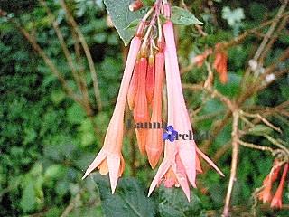 โคมญี่ปุ่น(Fuchsia)-LF_R/O2638105