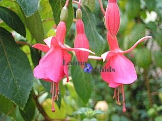 โคมญี่ปุ่น(Fuchsia)-LF_R/P2638106 | ลานนาการ์เดนแอนด์ออร์คิดส์ - เมืองเชียงราย เชียงราย