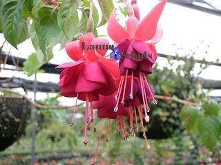 โคมญี่ปุ่น(Fuchsia)-LF_R/R’ 2638110