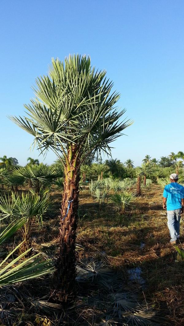 Wax Palm