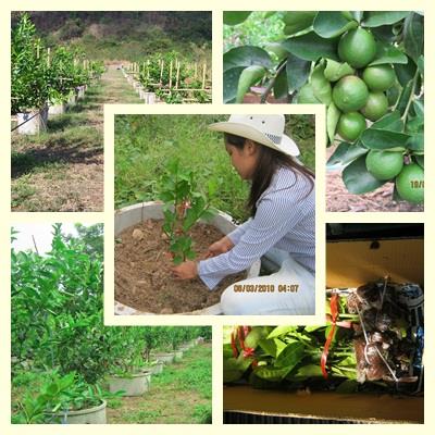 มะนาวแป้นพิจิตร 1 | สวนมะนาวแป้นพิจิตร1เมืองอุบล  -  อุดรธานี