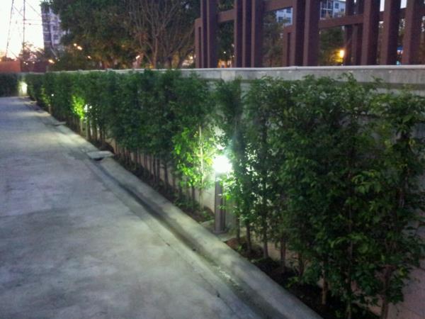 รับจัดสวน ทำกำแพงรั้วต้นไม้ ออกแบบ และปรับปรุงสวนให้สวยงาม | สวนวงกต - เมืองปราจีนบุรี ปราจีนบุรี