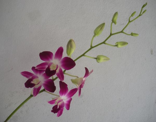 ดอกกล้วยไม้บอม(Earsakul) | A&Ex Orchids - บางแค กรุงเทพมหานคร