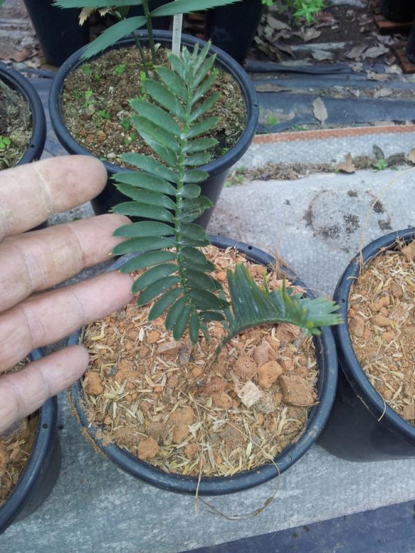 Encephalartos caffer | Chananya Palm & Cycad Nursery - เมืองชัยภูมิ ชัยภูมิ
