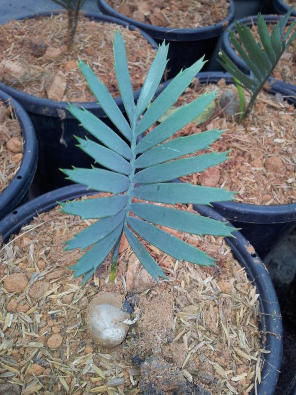 Encephalartos trispinosus | Chananya Palm & Cycad Nursery - เมืองชัยภูมิ ชัยภูมิ