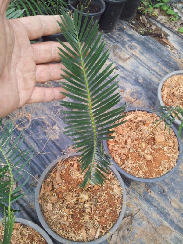 Encephalartos laevifolius "kaasehoop" | Chananya Palm & Cycad Nursery - เมืองชัยภูมิ ชัยภูมิ