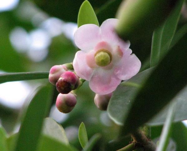 คลูเซียใบเล็ก | สวนแสนปัญญา - แม่ออน เชียงใหม่