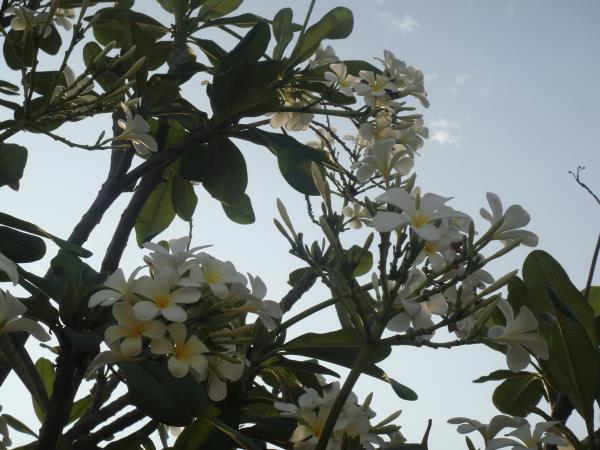 ลีลาวดี ขาวพวง | สวนกอบกุญ (KOBKUN GARDEN) - เมืองอุดรธานี อุดรธานี