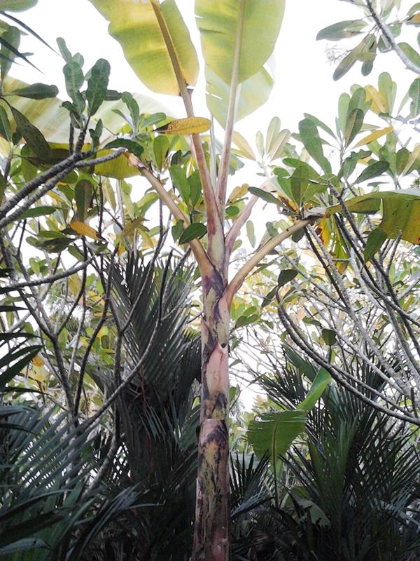 กล้วยกุ้งเขียว | สวนลุงทด - หนองเสือ ปทุมธานี