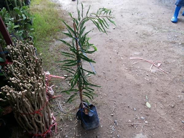 มะขามป้อมทาบกิ่ง | สวนปราณีพันธุ์ไม้ - เมืองปราจีนบุรี ปราจีนบุรี