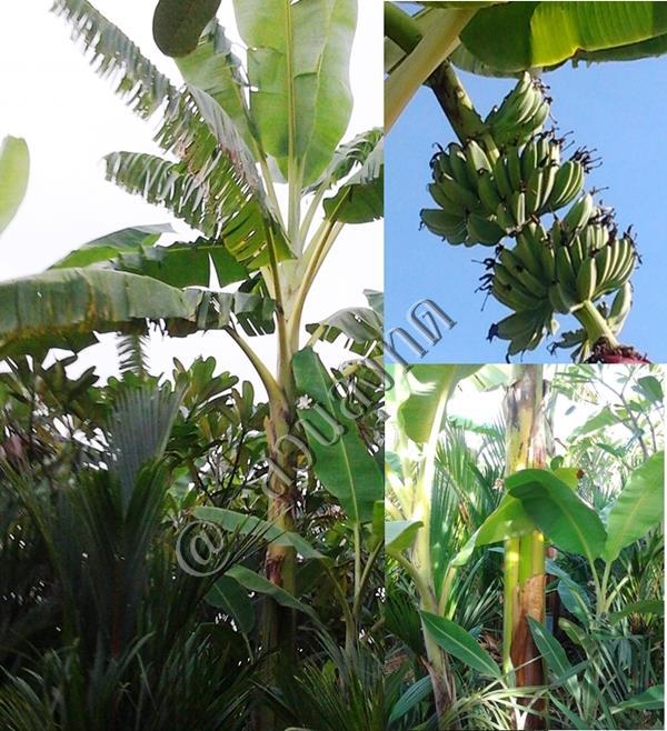 กล้วยตีบยา | สวนลุงทด - หนองเสือ ปทุมธานี