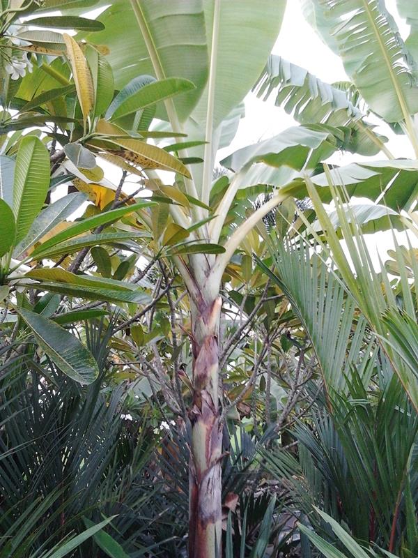 กล้วยตีบมุกดาหาร | สวนลุงทด - หนองเสือ ปทุมธานี