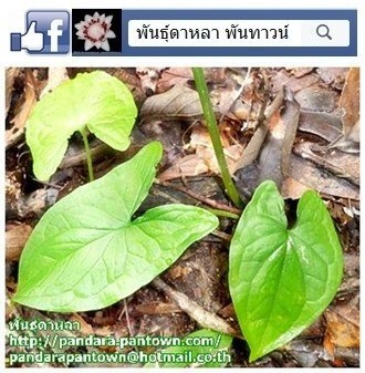 ว่านคางคก | พันธุ์ดาหลา - เมืองเชียงใหม่ เชียงใหม่