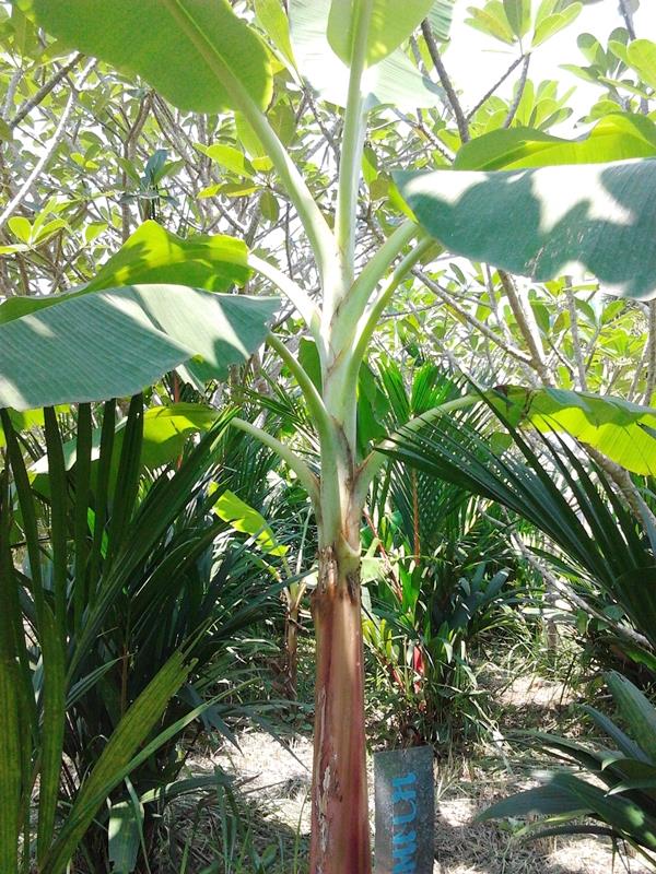 กล้วยนางพญา | สวนลุงทด - หนองเสือ ปทุมธานี