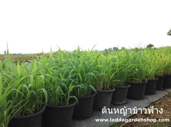 ต้นหญ้าข้าวฟ้าง | laddagarden - ลาดหลุมแก้ว ปทุมธานี