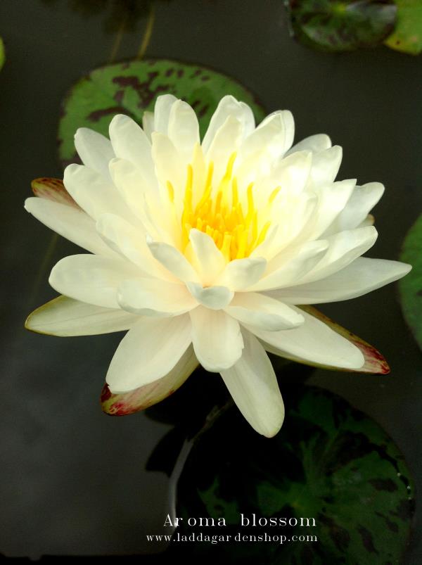 บัว Aroma blossom | laddagarden - ลาดหลุมแก้ว ปทุมธานี