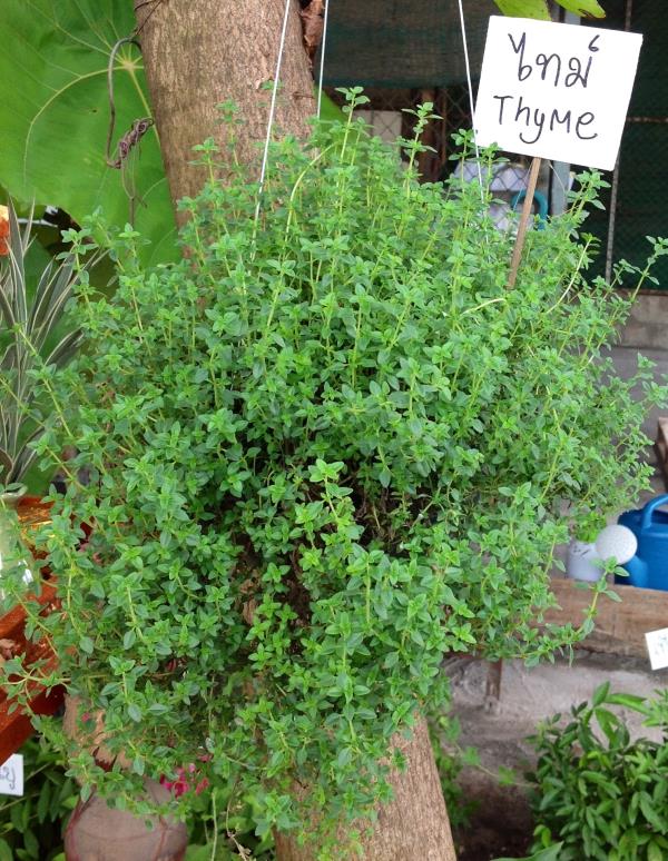 ไทม์ (Thyme) | สวนแดงจินดา -  เชียงใหม่