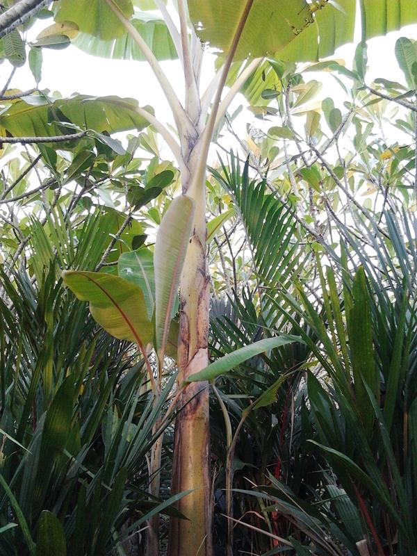 กล้วยลังกานครสวรรค์ | สวนลุงทด - หนองเสือ ปทุมธานี