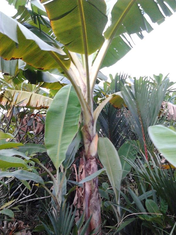 กล้วยหวานทับแม้ว  | สวนลุงทด - หนองเสือ ปทุมธานี