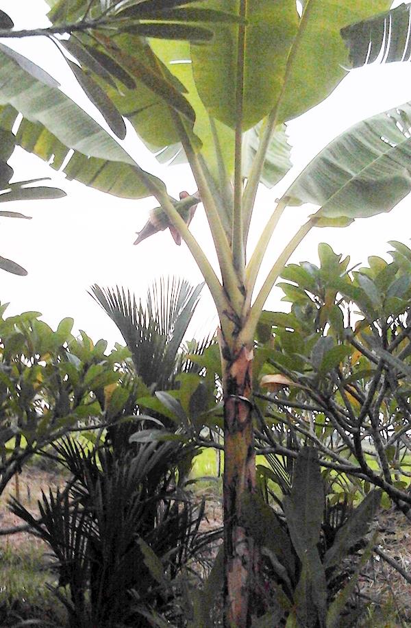 กล้วยหอมทองป่า | สวนลุงทด - หนองเสือ ปทุมธานี