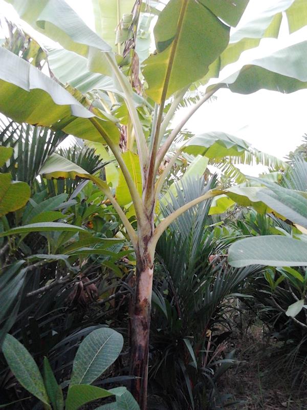 กล้วยโอกินาวา โรบัสต้า | สวนลุงทด - หนองเสือ ปทุมธานี