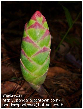 Zingiberaceae Greenpink | พันธุ์ดาหลา -  