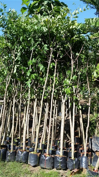 ต้นคูณ(ราชพฤกษ์) | สวน สวิง พันธุ์ไม้ล้อม - บ้านนา นครนายก
