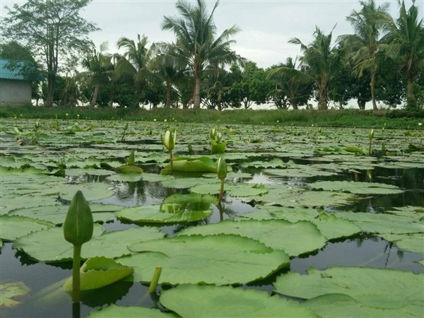 บัว | สวนกล้วยกลางบ่อ - บางเลน นครปฐม