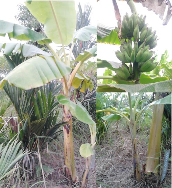 กล้วยหักมุกสวน | สวนลุงทด - หนองเสือ ปทุมธานี