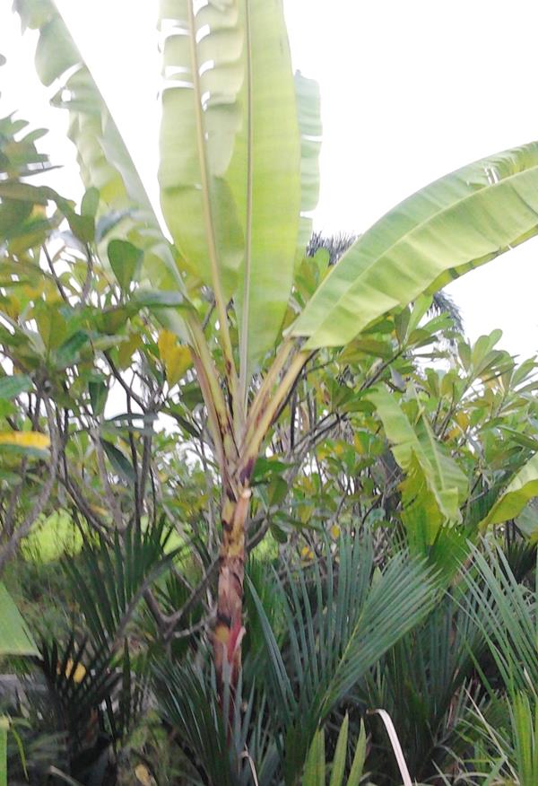 กล้วยกรัน | สวนลุงทด - หนองเสือ ปทุมธานี