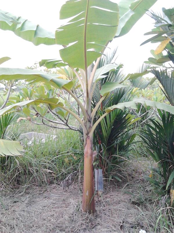 กล้วยกรู | สวนลุงทด - หนองเสือ ปทุมธานี