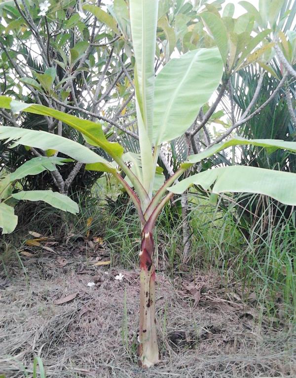 กล้วยแซลอ | สวนลุงทด - หนองเสือ ปทุมธานี