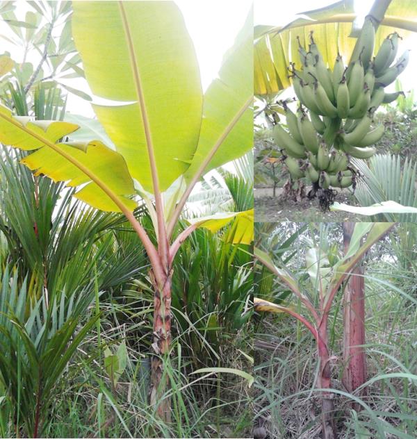 กล้วยปิซังปาปาน | สวนลุงทด - หนองเสือ ปทุมธานี