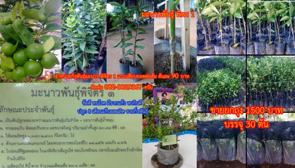 ขายปลีก-ส่งมะนาวแป้นพิจิตรยกถุง1500บ. | สวนสมชายพันธุ์มะม่วง - พระพุทธบาท สระบุรี