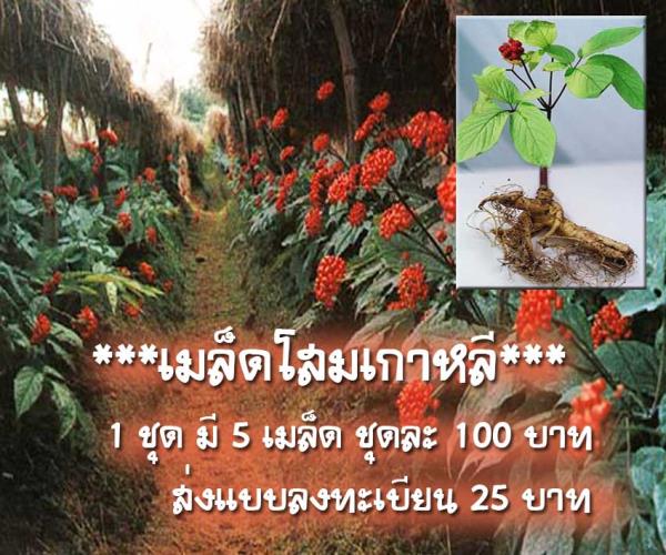 เมล็ดโสมเกาหลี(Korean ginseng) | ร้านไม้ชัยวิเศษ -  ปทุมธานี