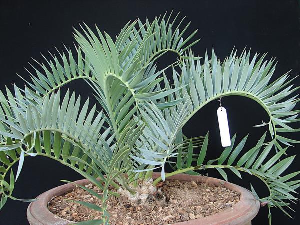 Encephalartos trispinosus ฟอร์มไม่มีหนา  | Suanpom(สวนผม) - สรรพยา ชัยนาท