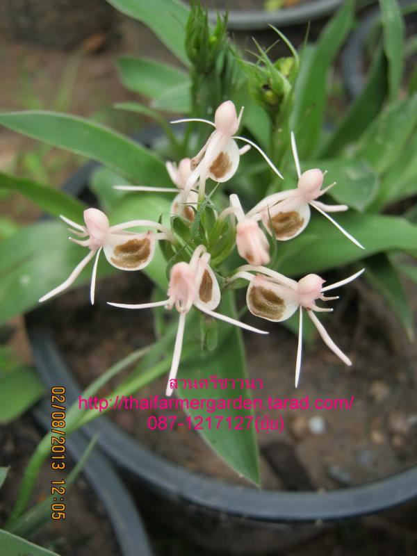 อั้วแก้มช้ำ (Habenaria rostelliferaia)  | สวนศรีชาวนา - เมืองปราจีนบุรี ปราจีนบุรี