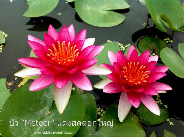 บัว Meteror บัวสีแดงสด | laddagarden - ลาดหลุมแก้ว ปทุมธานี