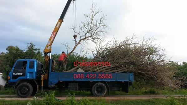 ตะเบ 4"-10" | ปาล์มสุพรรณ - สามชุก สุพรรณบุรี