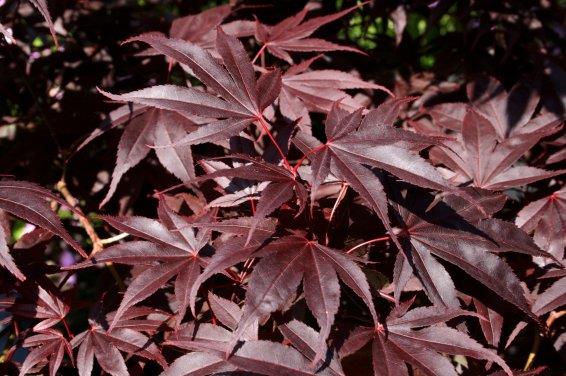 Acer palmatum var. atropurpureum | Myster Seed -  กรุงเทพมหานคร