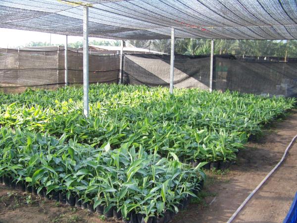 ต้นกล้วยน้ำว้าปากช่อง 50 | DR lab พันธุ์พืช - หนองใหญ่ ชลบุรี