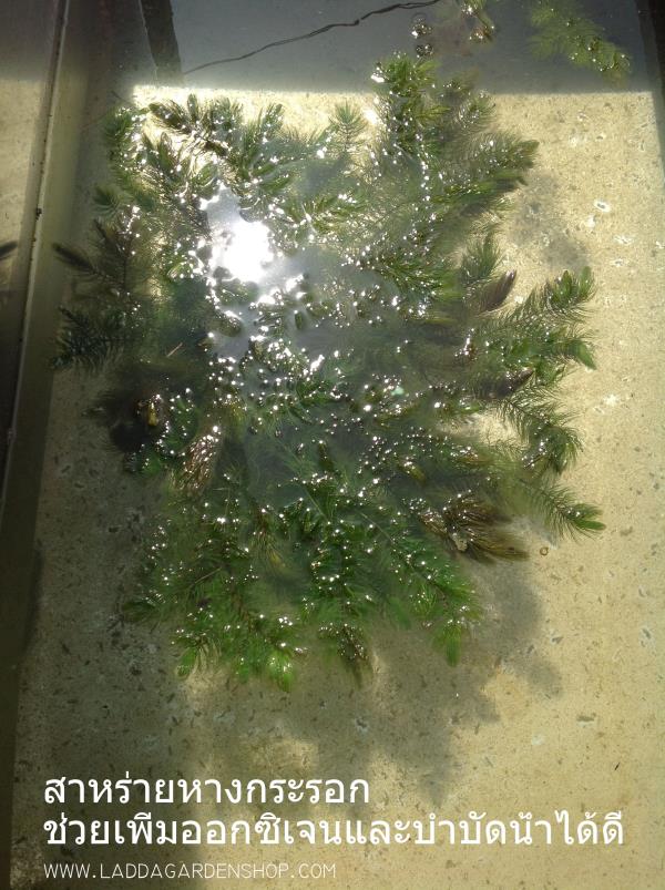 สาหร่ายหางกระรอก hydrilla ผักขี้เต่า | laddagarden - ลาดหลุมแก้ว ปทุมธานี